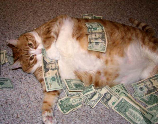 Кошка лежит на деньгах