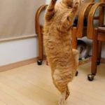 Как научить кошку танцевать