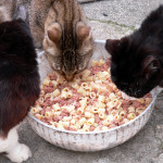 Лечебные корма для кошек при заболевании печени