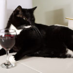 Как алкоголь влияет на кошек