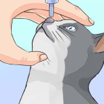 Как закапать кошке нос