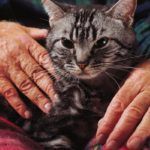 Болезнь Альцгеймера у котов