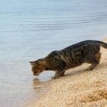 Могут ли кошки пить морскую воду