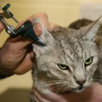 Анализ на ушного клеща у кошек