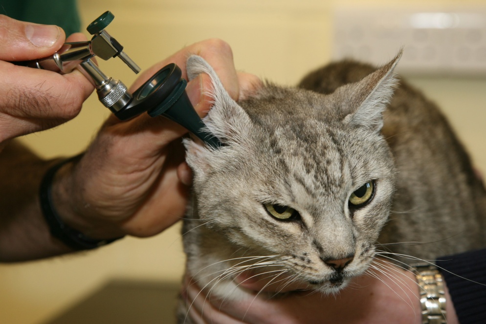 Анализ на ушного клеща у кошек