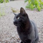 Русская черная кошка