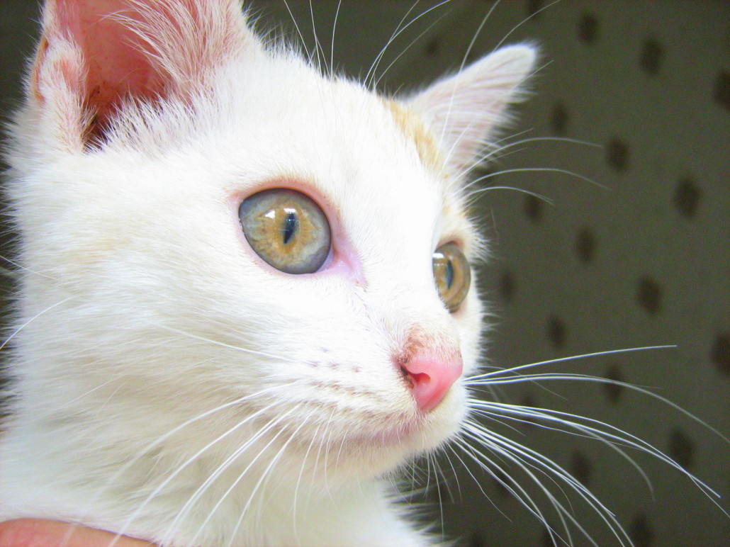 Белый кот с розовыми ушами