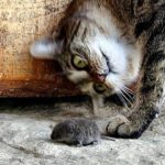 Может ли кошка бояться мышей
