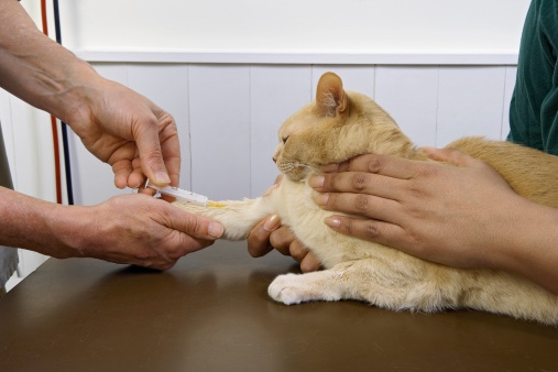 blood test info for travel with cats