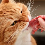 Почему кошкам нельзя свинину
