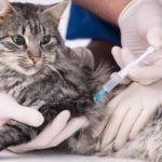Порядок вакцинации кошек