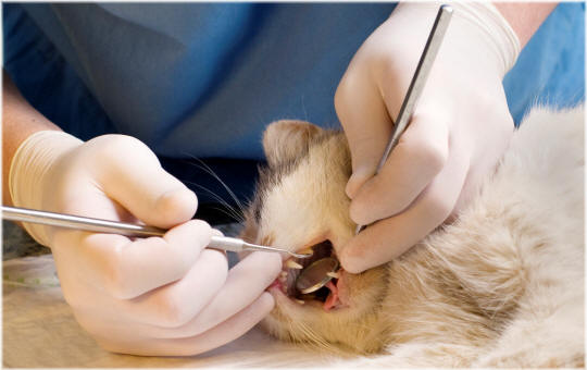 Лечение гингивита у кошек народными средствами