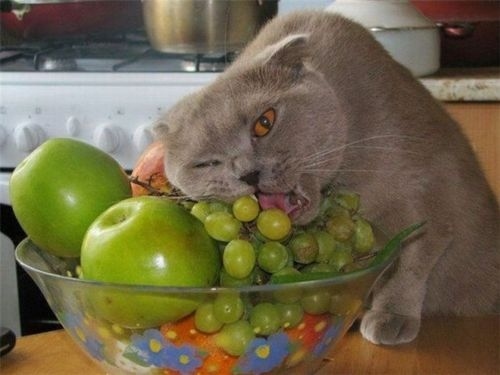 Как кормить кошку с переломом челюсти