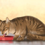 Диетические и лечебные корма для кошек