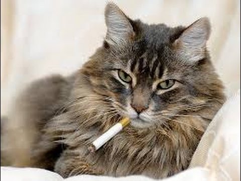 Кот и сигареты