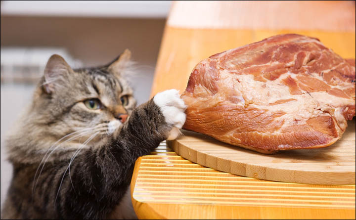 Почему кошкам нельзя свинину