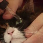 Как закладывать мазь кошке в глаза