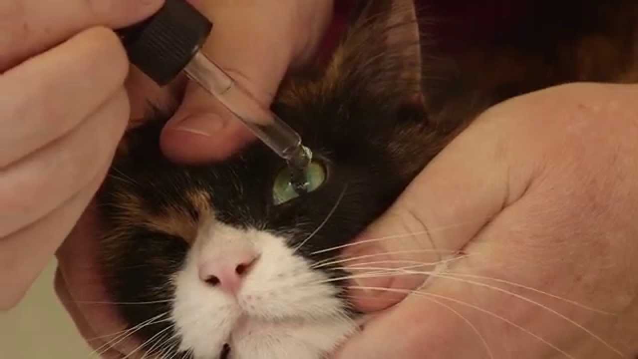 Промывание глаз у животных