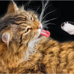 Корм для кошек для профилактики мочекаменной болезни (МКБ)
